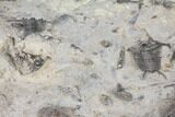 Plate Of Ceraurus Trilobites - Walcott-Rust Quarry, NY #133173-5